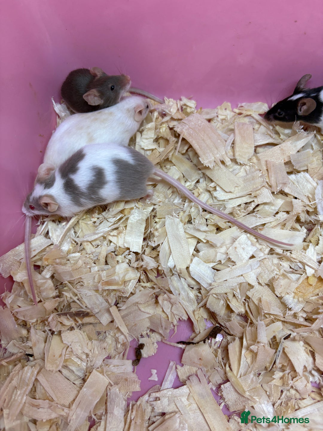 Mouse rodents for sale: Friendly, colourful baby mice  - Image 11