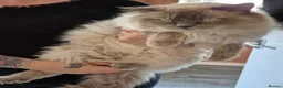 Ragdoll cats for sale: Ragdoll Kittens in Waterlooville - Advert 11