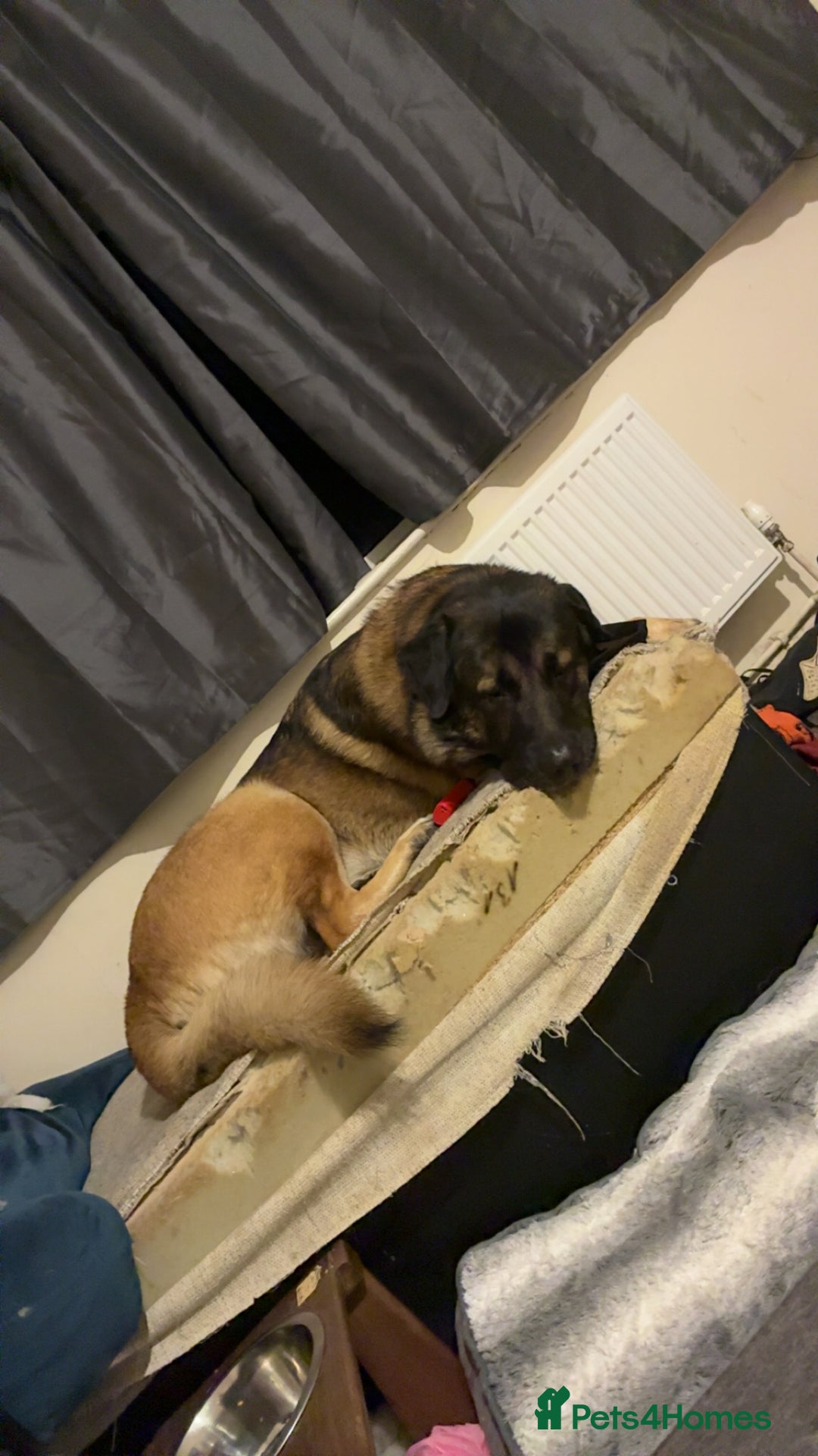 Mixed Breed dogs for sale: Looking to rehome Blu  - Advert 2