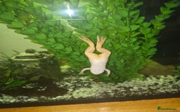 Frog reptiles for sale: Full set up with 2 frogs kids will love em - Image 2