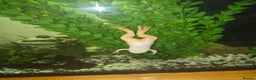 Frog reptiles for sale: Reduced Full set up with 2 frogs kids will love em - Advert 2
