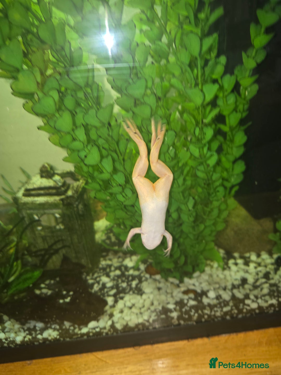 Frog reptiles for sale: Full set up with 2 frogs kids will love em - Image 2