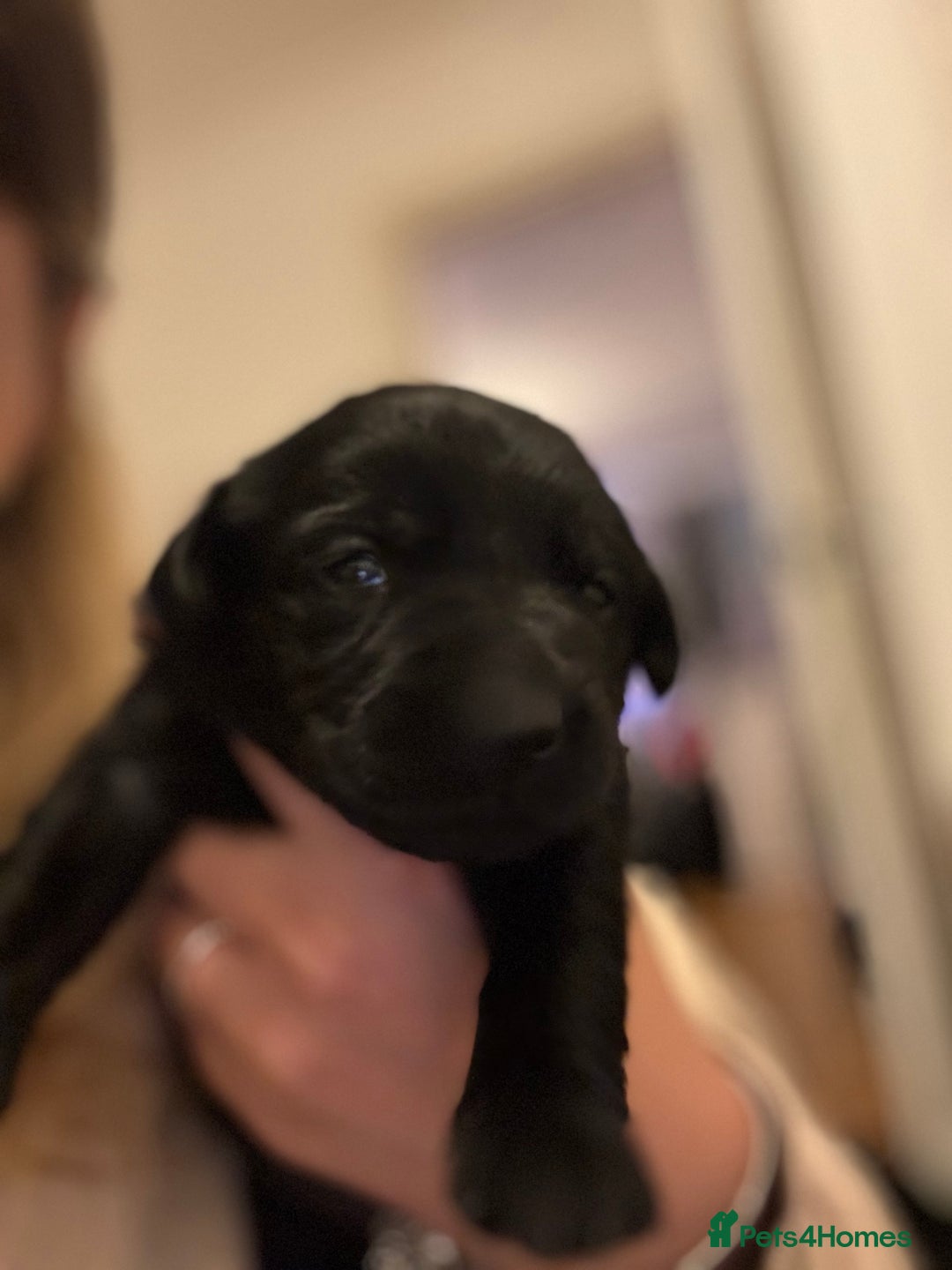 Labrador Retriever dogs for sale: Adorable Family-Raised Puppies 🐶✨ - Advert 7