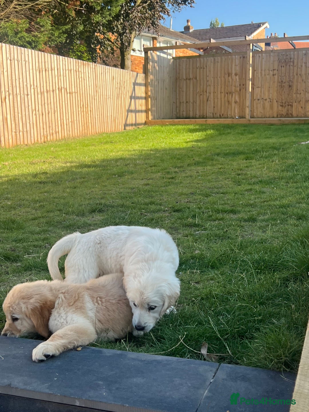 Golden Retriever dogs for sale: Teddy Bear Goldies - Image 14