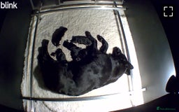 German Shepherd dogs for sale: KC Straight back GSD Puppies 🐶  - Image 9