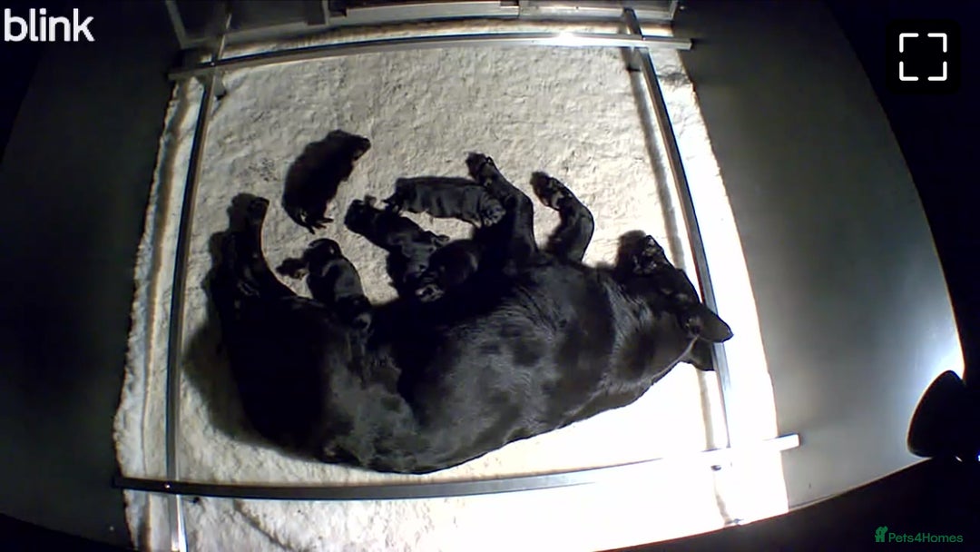 German Shepherd dogs for sale: KC Straight back GSD Puppies 🐶  - Image 9