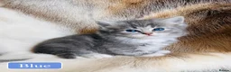 Mixed Breed cats for sale: Beautiful Pedigree line Ragdoll Blue Lynx kittens - Advert 33