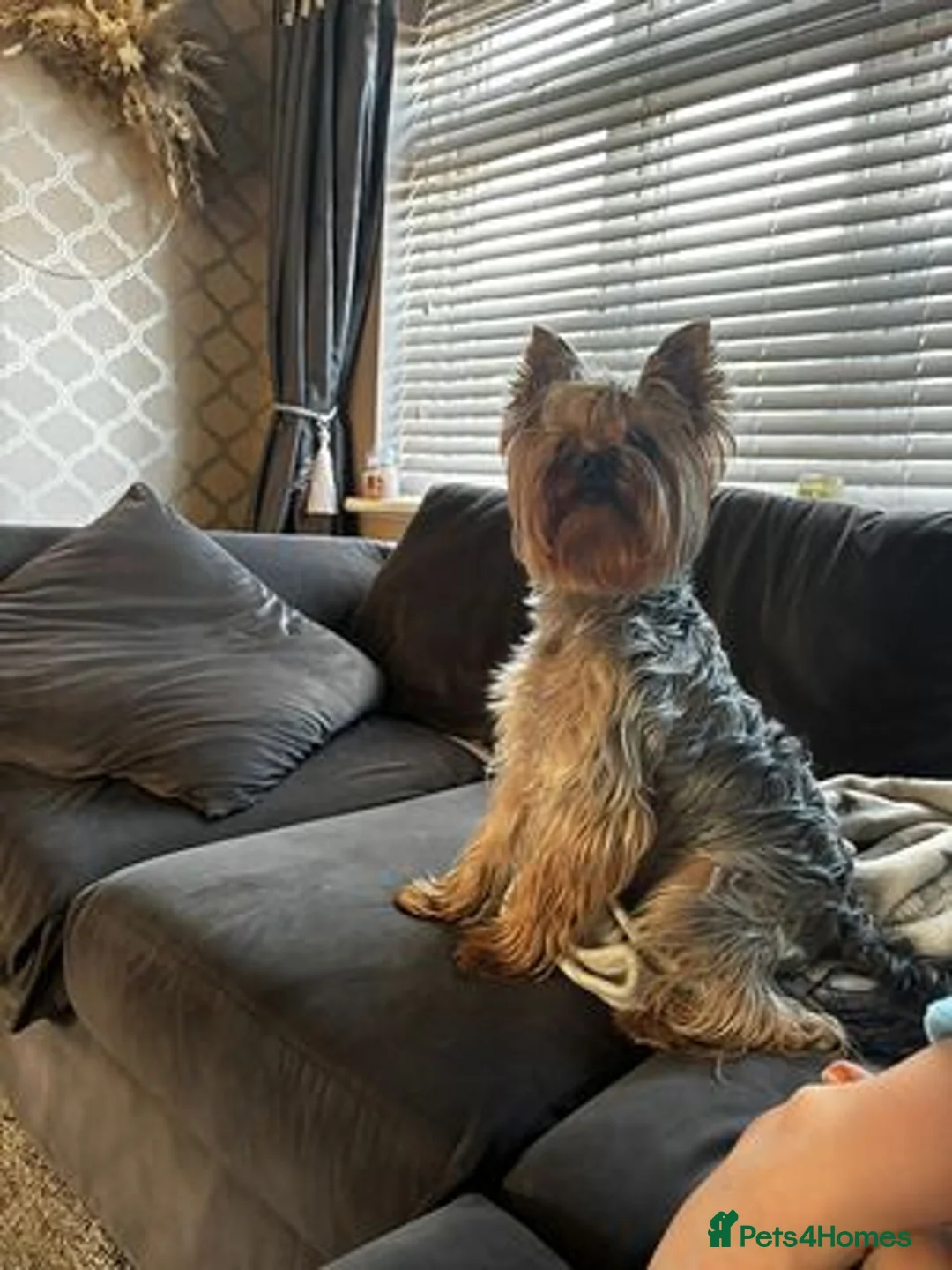 Yorkshire Terrier dogs for sale: A heart as beautiful as her smile... Meet Lina in Edinburgh - Advert 2