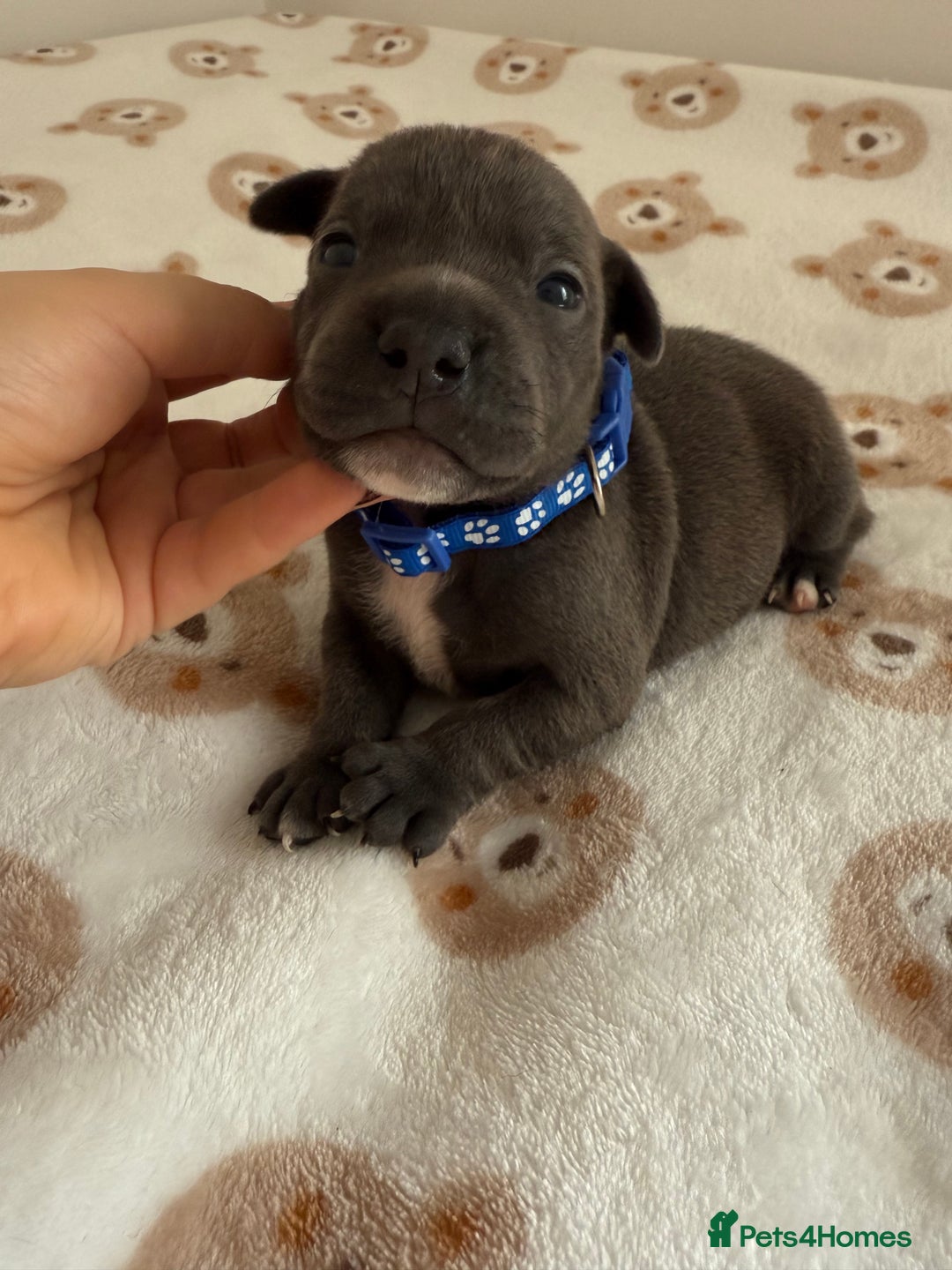 Staffordshire Bull Terrier dogs for sale: Beautiful puppies staffordshire bull terier 🥰 - Image 11