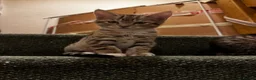 Mixed Breed cats for sale: Bengal x Tabby mixbreed. - Advert 11