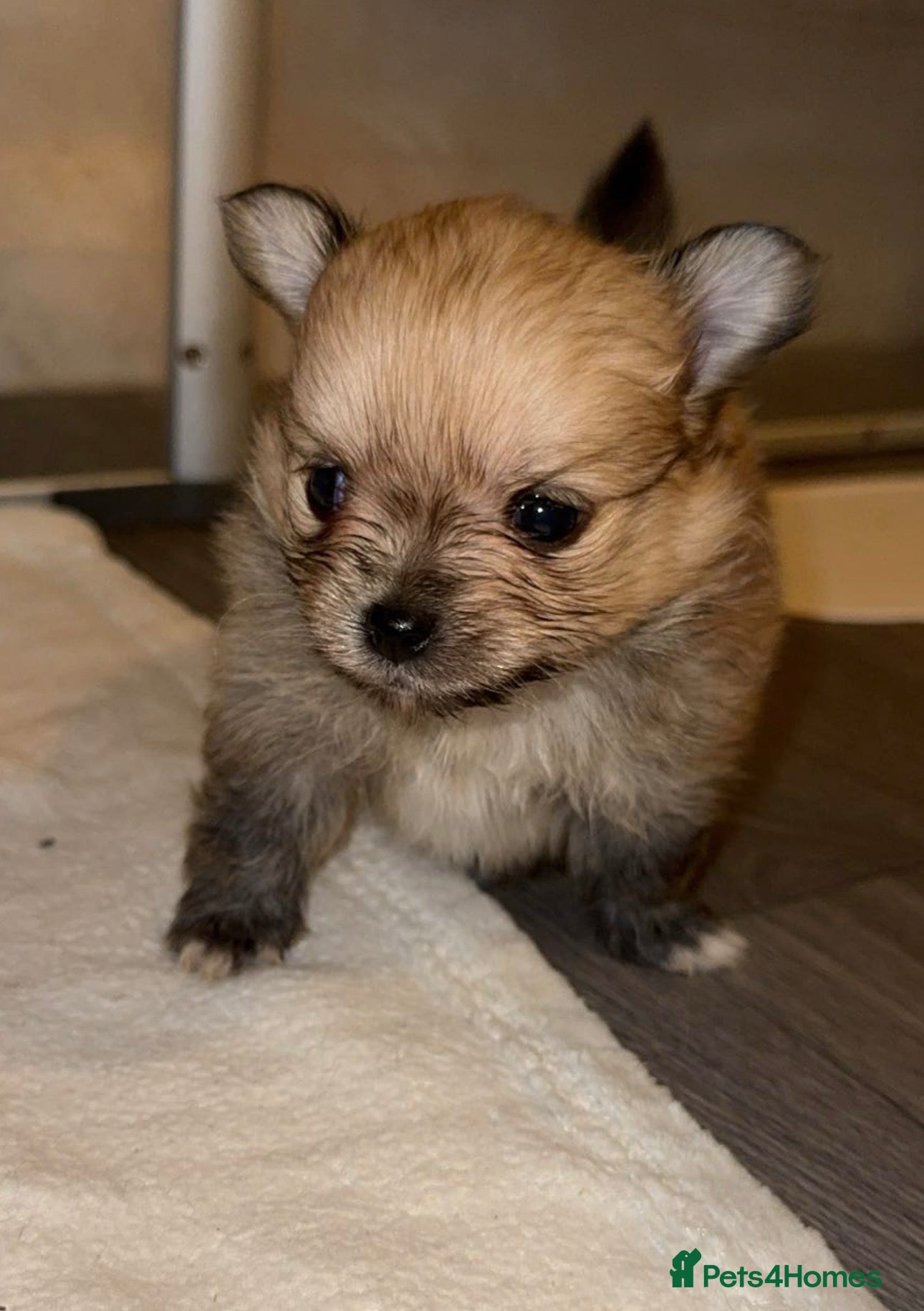 Pomchi dogs 💙Pomchi puppies💙Final boy  - Advert 11