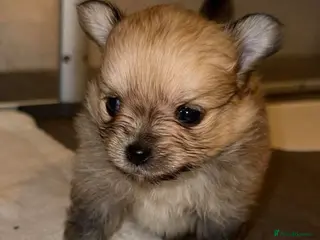 Pomchi dogs 💙Pomchi puppies💙Final boy - Advert 11