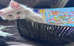 Maine Coon cats for sale: Final kitten left 🧡💛🧡💛 - Image 15