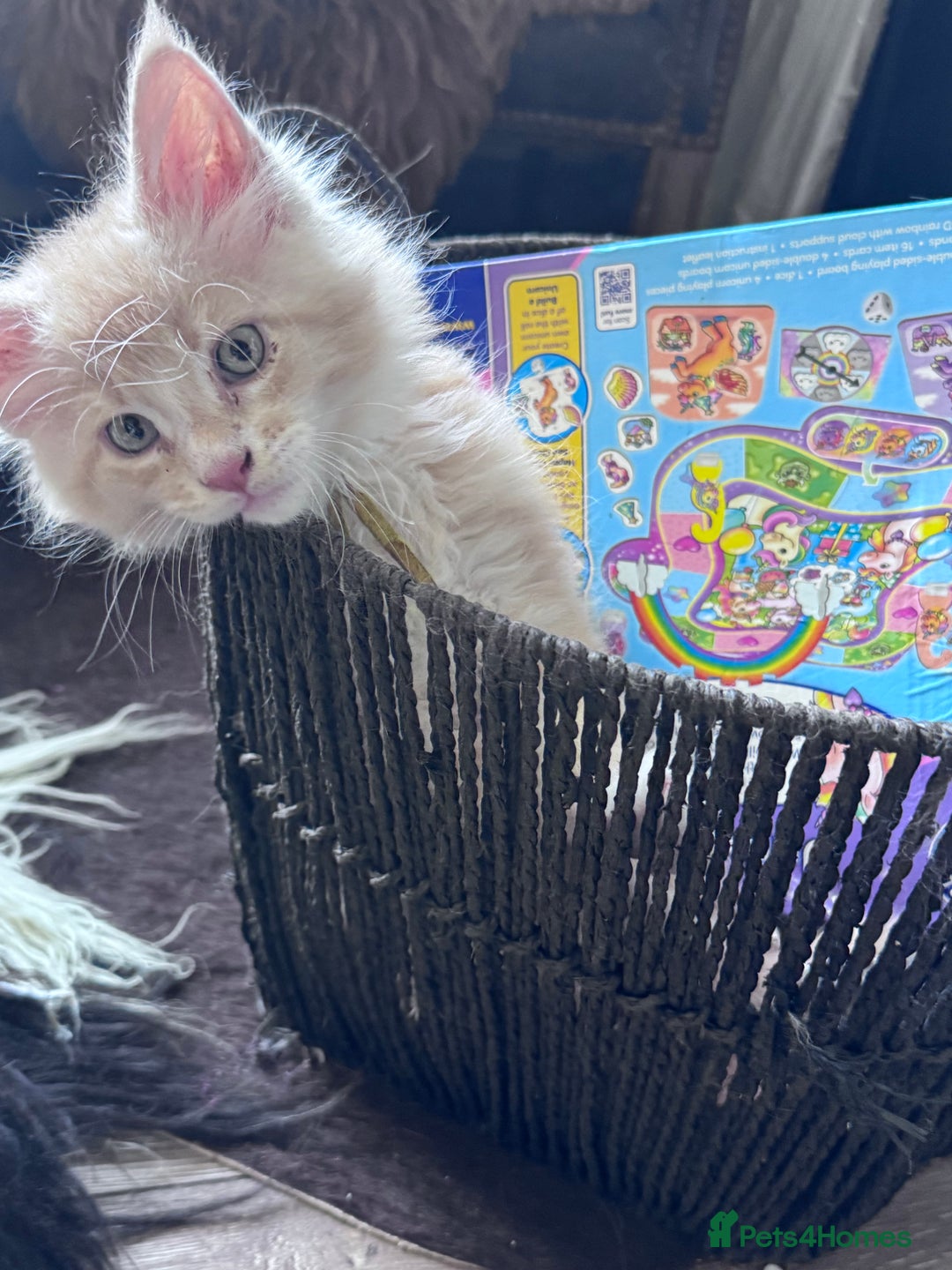 Maine Coon cats for sale: Final kitten left 🧡💛🧡💛 - Image 15