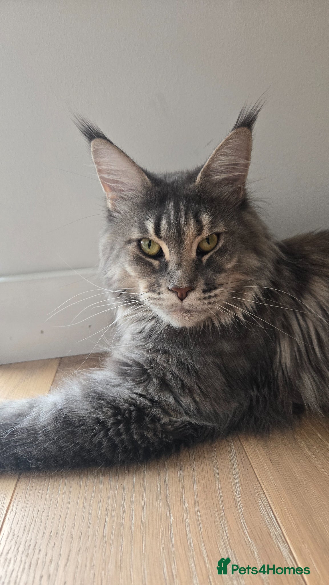 Maine Coon cats Gorgeous maine coon cat - Advert 9