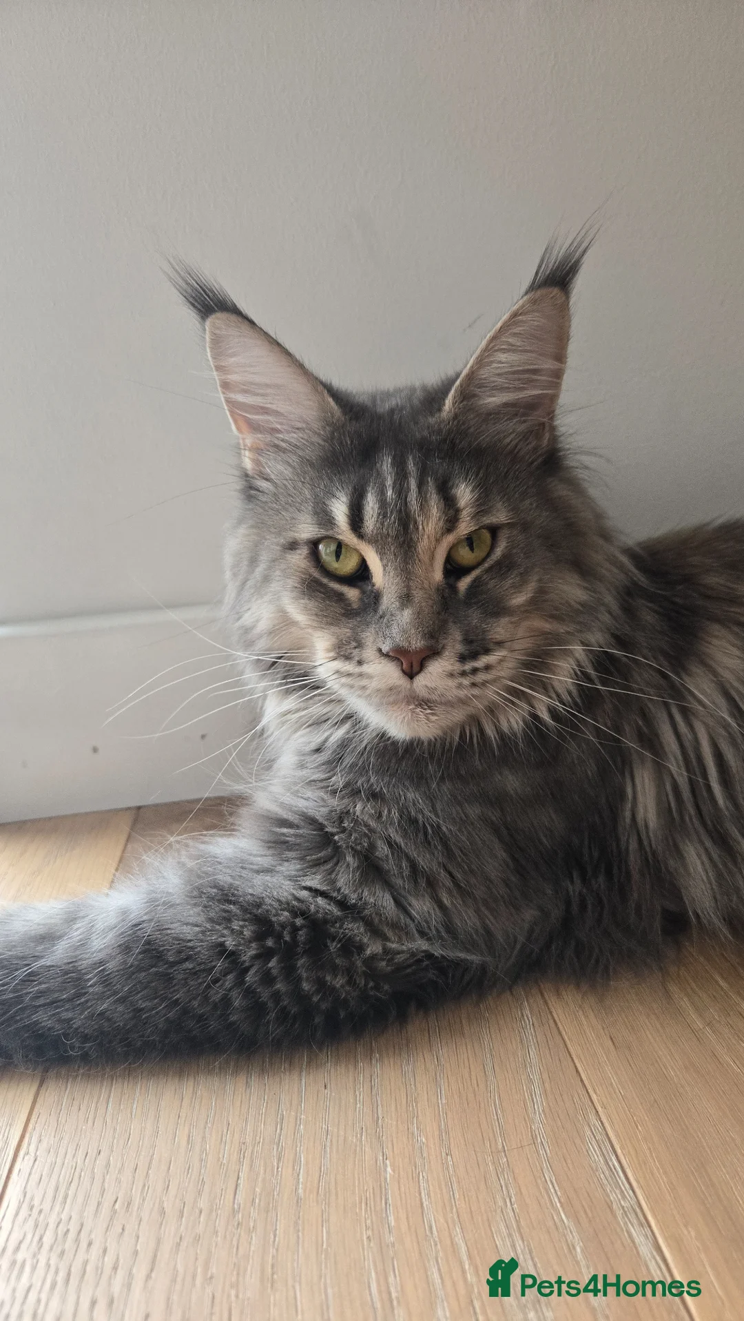 Maine Coon cats for sale: Gorgeous maine coon cat - Advert 1