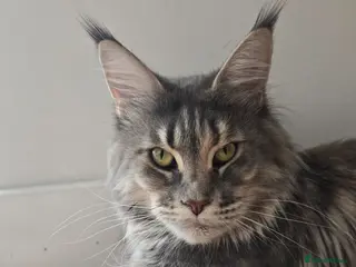 Maine Coon cats Gorgeous maine coon cat - Advert 9