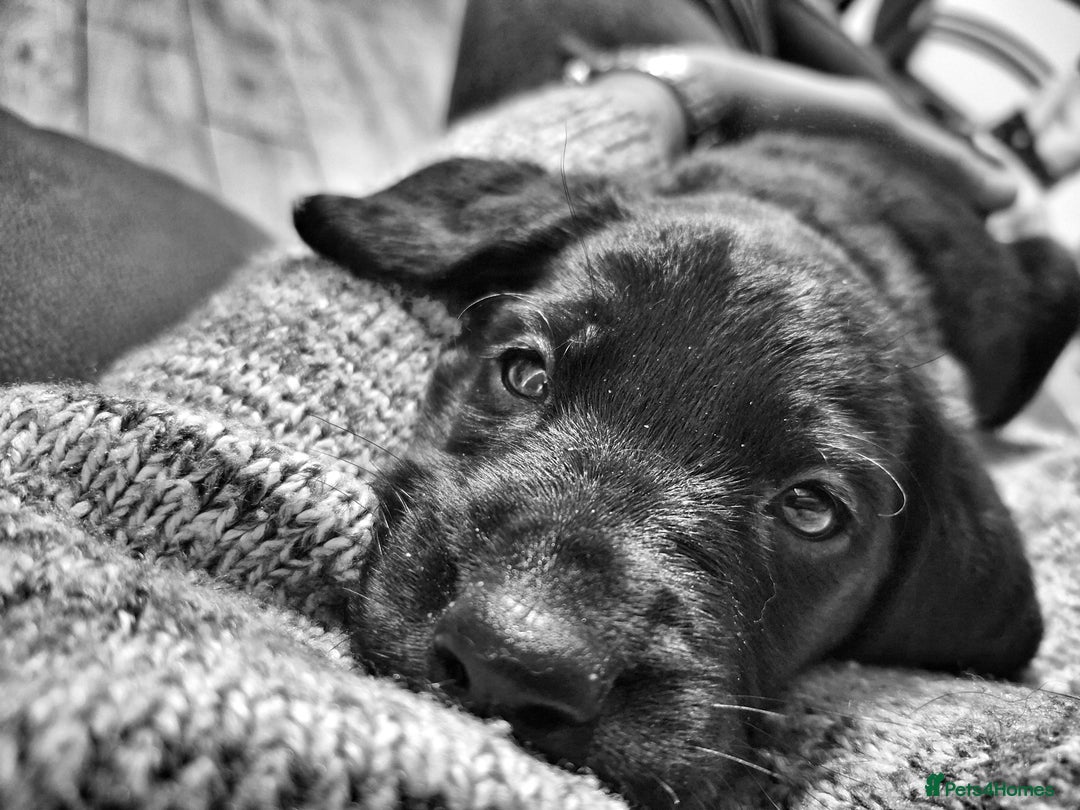 Labrador Retriever dogs for sale: Black labrador puppies - Advert 26