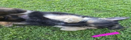 German Shepherd dogs for sale: German Shepherd Puppies 3 Males & 2 Females in York - Advert 5