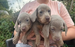 Dachshund dogs for sale: Beautiful dachshund puppies  - Image 1