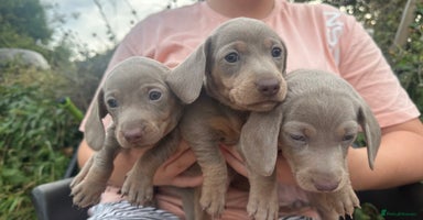 Dachshund dogs - Advert 2