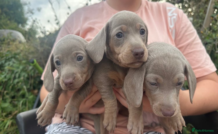 Dachshund dogs - Advert 8