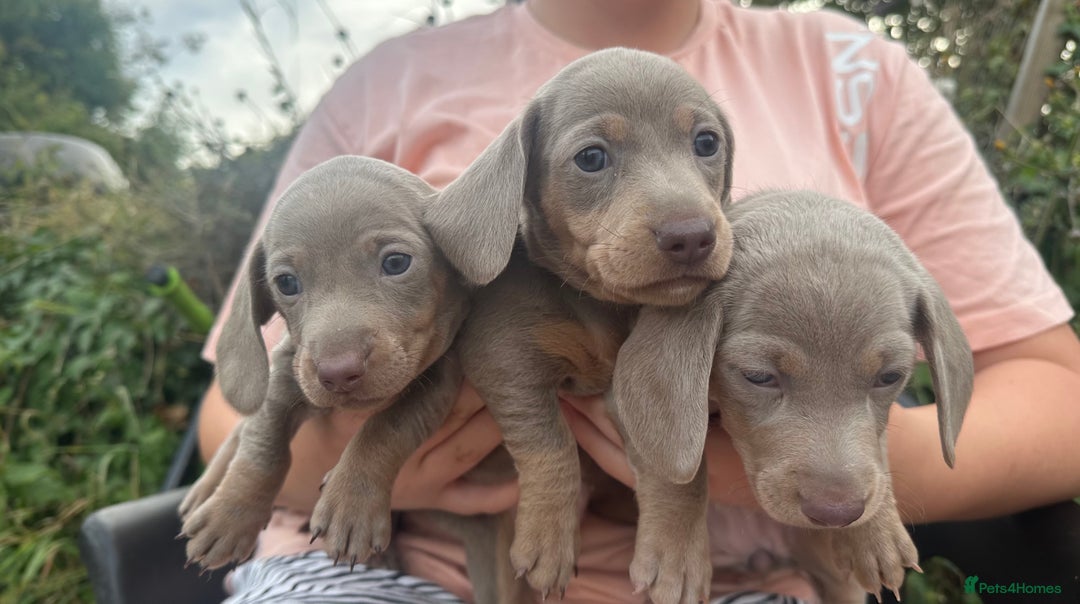 Dachshund dogs for sale: Beautiful dachshund puppies  - Image 1