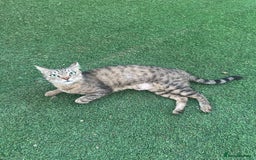 Mixed Breed cats for adoption: Female Rescue Cat for Adoption - Image 1