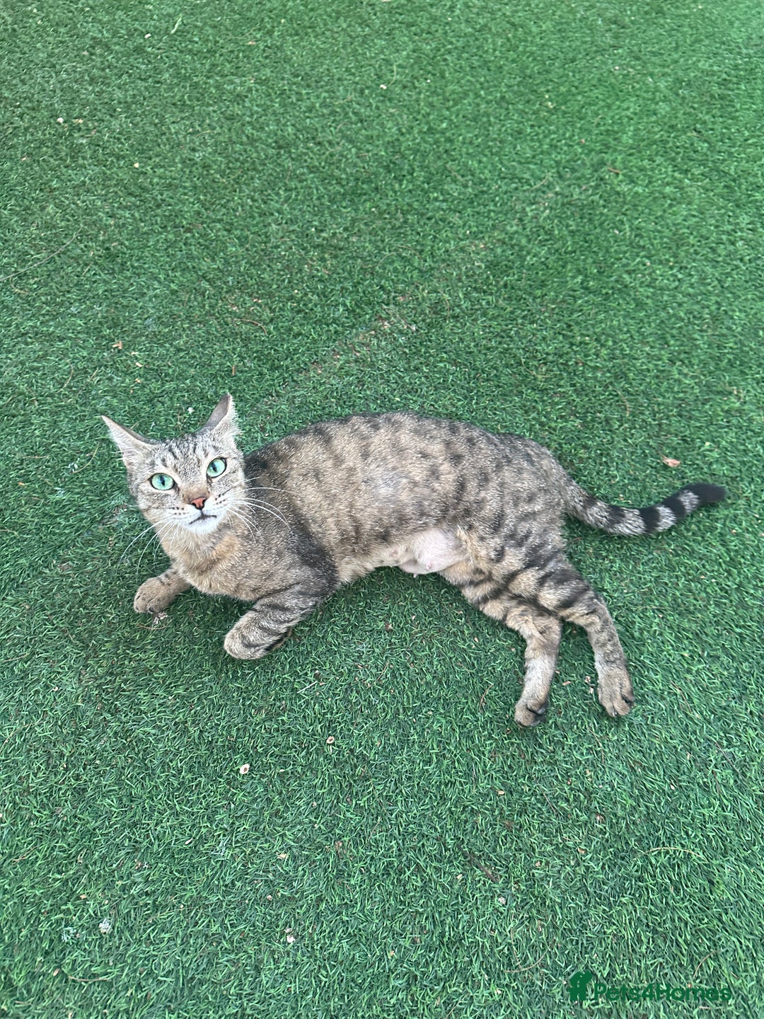 Mixed Breed cats for adoption: Female Rescue Cat for Adoption - Image 1