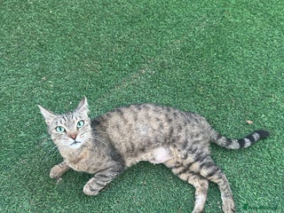 Mixed Breed cats - Advert 23