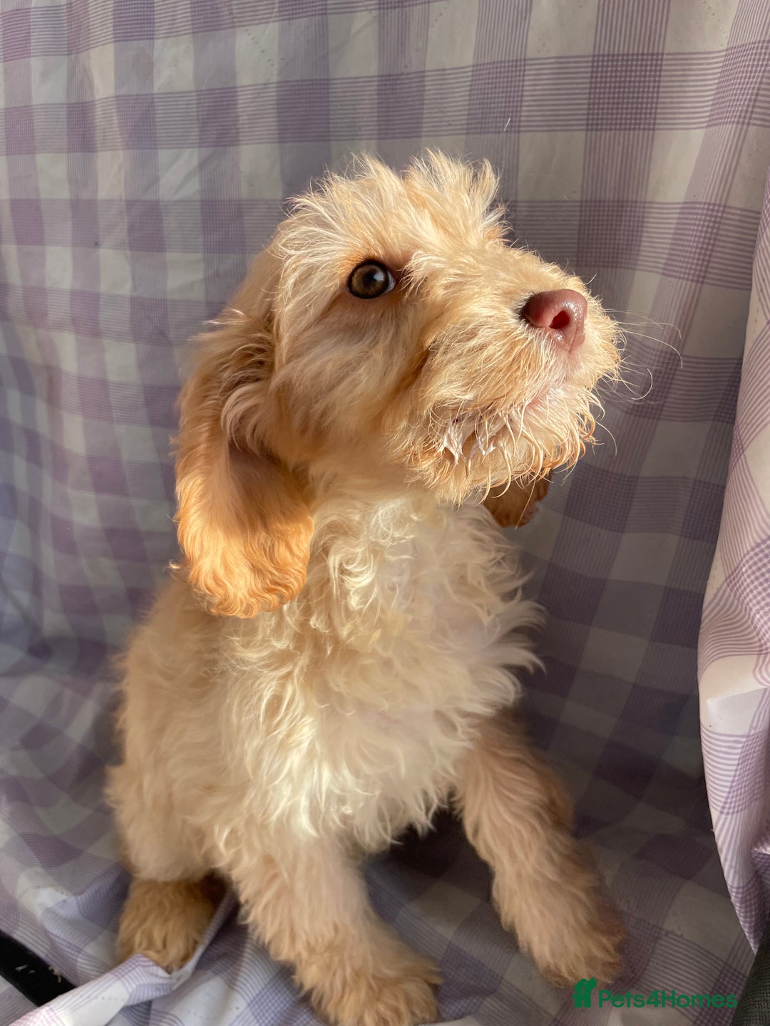 Cockapoo dogs for sale: Cockapoo puppies  - Advert 6