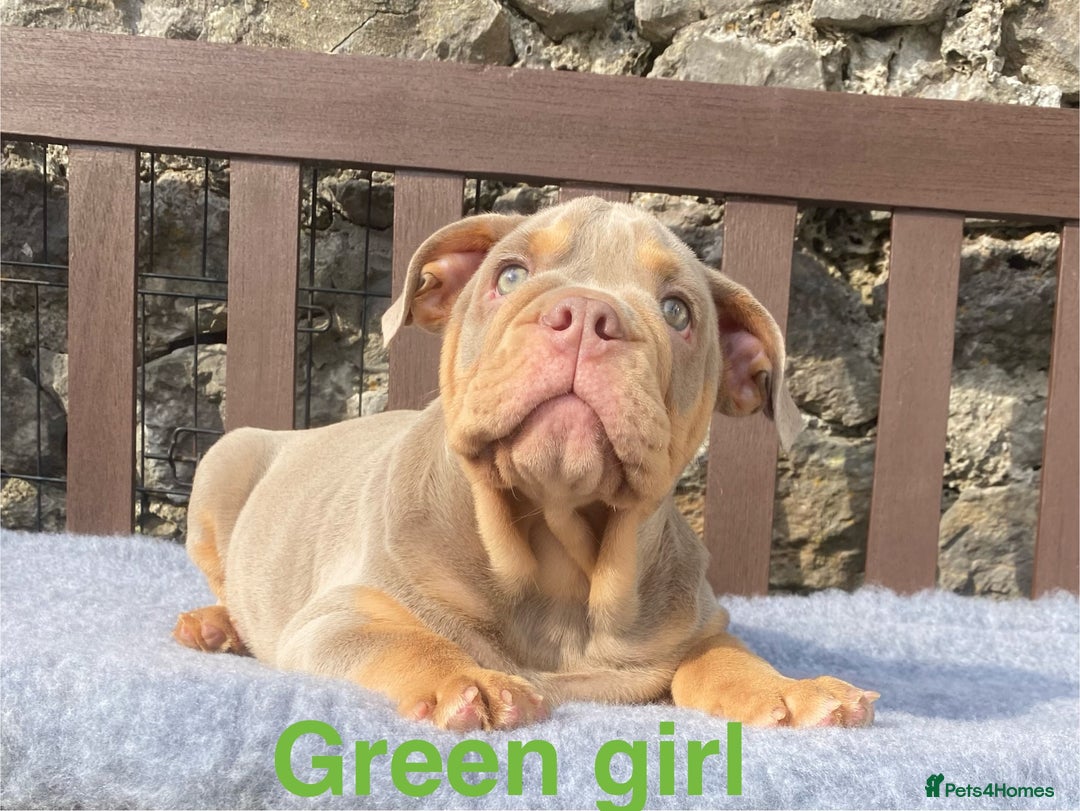 English Bulldog dogs for sale: Our last girl reduced KC reg English bulldog puppy - Image 1
