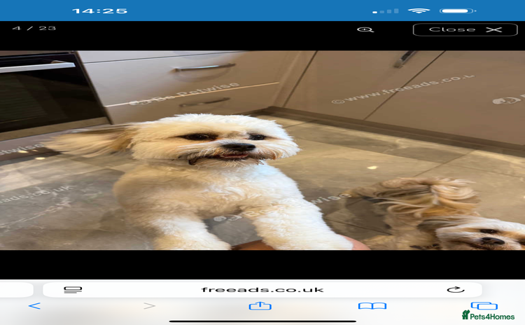 Lhasa Apso dogs - Advert 1