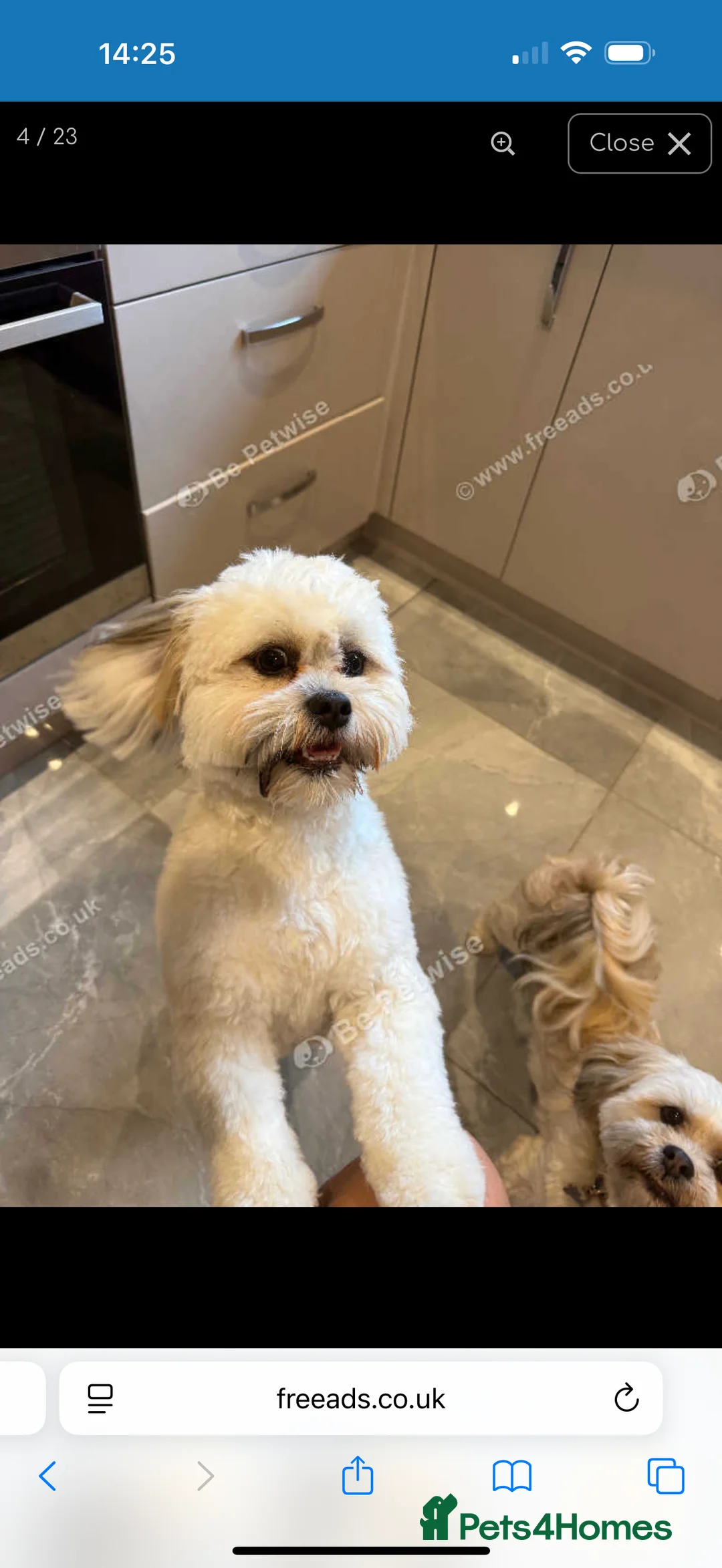 Lhasa Apso dogs for stud: STUD ONLY  - Advert 1