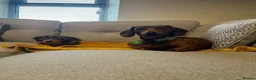 Miniature Dachshund dogs for sale: Miniature Dachshund- Fox Red in Pwllheli - Advert 3