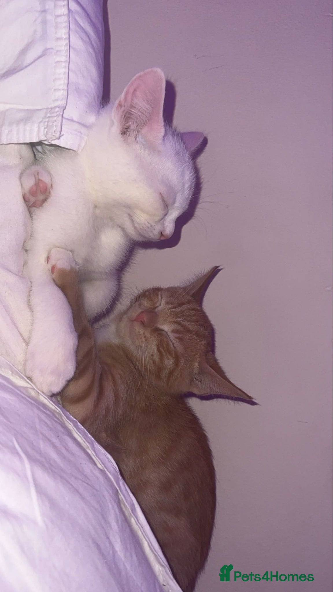 Mixed Breed cats 2 cats for sale x - Advert 16
