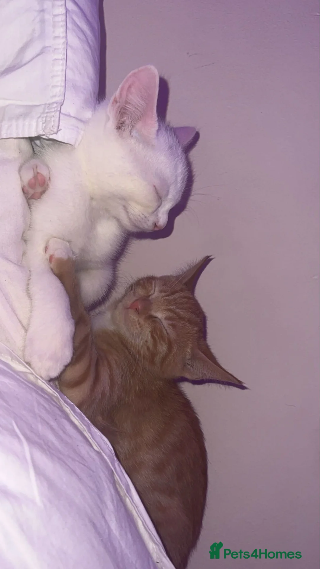 Mixed Breed cats for sale: 2 cats for sale x in Reading - Advert 2