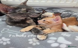Siamese cats for sale: Beautiful GCCF registered Siamese kittens  - Image 1