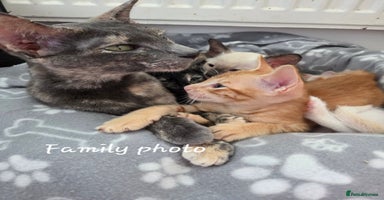 Siamese cats - Advert 13