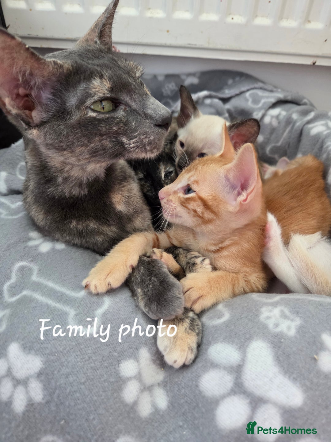Siamese cats for sale: Beautiful GCCF registered Siamese kittens  - Image 1
