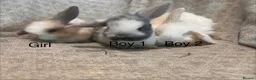 Mini Lop rabbits for sale: Mini lop baby rabbits  - Advert 1