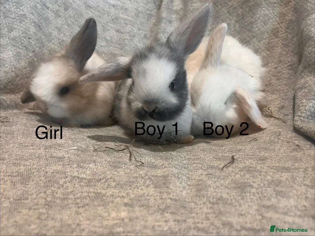 Mini Lop rabbits for sale: Mini lop baby rabbits  - Advert 1