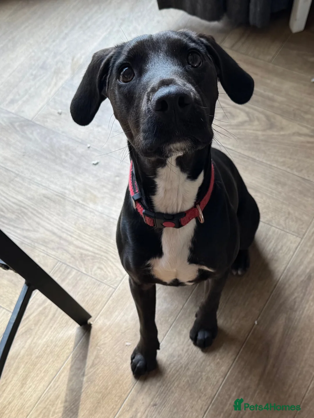 Mixed Breed dogs for sale: 14mth old. Spaniel/Jack Russell cross in Scunthorpe - Advert 1