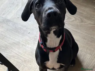 Mixed Breed dogs 14mth old. Spaniel/Jack Russell cross in Scunthorpe - Advert 4