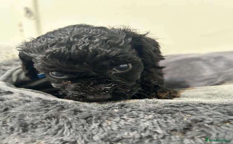 Cockapoo dogs - Advert 4