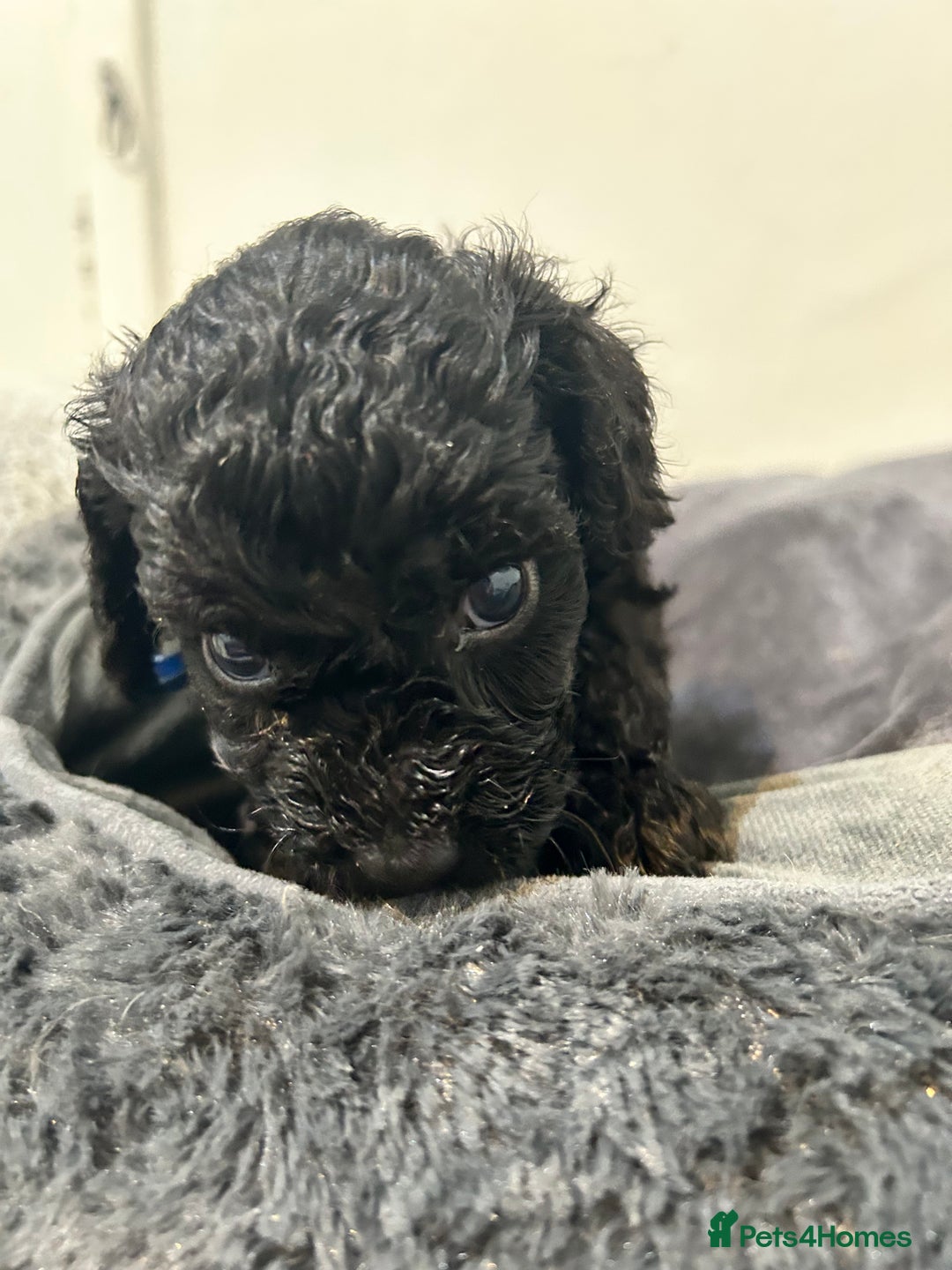 Cockapoo dogs for sale: 1💙 6🩷 F1B Cockerpoo’s  - Image 1