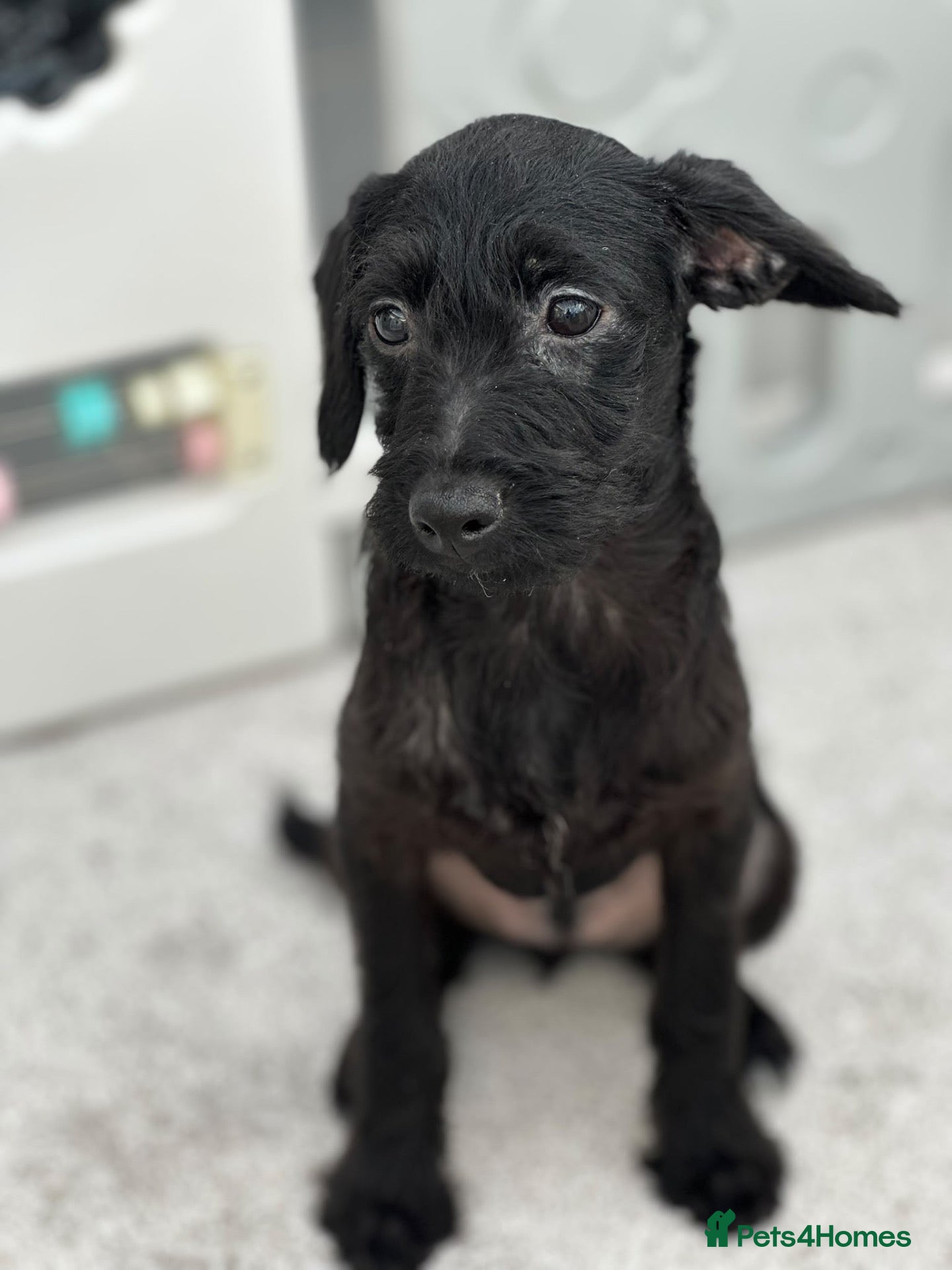 Mixed Breed dogs Last little boy, both vaccines, Ready Now 🐾 - Advert 11