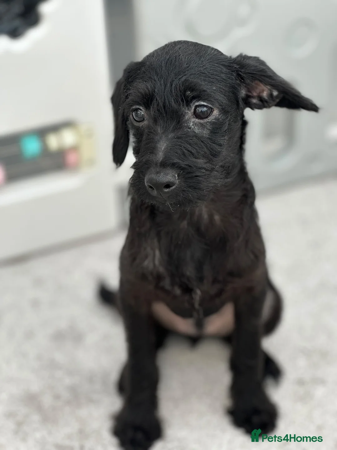Mixed Breed dogs for sale: Last little boy, both vaccines, Ready Now 🐾 - Advert 2