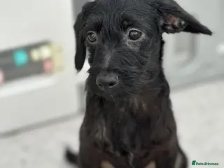 Mixed Breed dogs Last little boy, both vaccines, Ready Now 🐾 - Advert 11