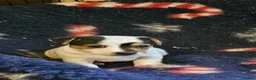 Jack Russell dogs for sale: Beautiful Jack Russell puppies - Advert 4